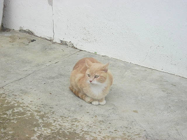 Jazzy participe au concours pour gagner de l'argent avec cette photo : asphalt, canidae, carnivore, cat, concrete, domestic_short_haired_cat, eye, fawn, felidae, floor, flooring, fur, paw, road_surface, small_to_medium_sized_cats, snout, tail, whiskers, wildlife, wood