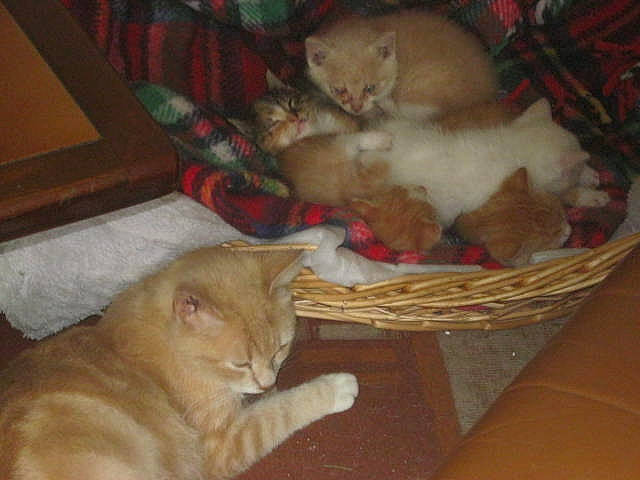 Jazzy participe au concours pour gagner de l'argent avec cette photo : animal_shelter, box, canidae, carnivore, cat, cat_supply, comfort, domestic_short_haired_cat, event, fawn, felidae, flooring, fur, hardwood, mammal, small_to_medium_sized_cats, tail, vertebrate, whiskers, wood