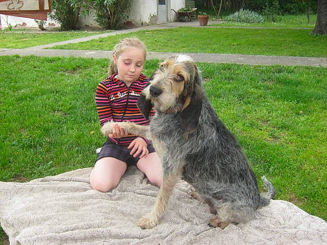 éole participe au concours pour gagner de l'argent avec cette photo : bosnian_coarse_haired_hound, canidae, carnivore, companion_dog, dog, dog_breed, mammal, otterhound, rare_breed_dog, spinone_italiano, sporting_group, vertebrate