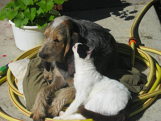 éole participe au concours pour gagner de l'argent avec cette photo : afghan_hound, canidae, carnivore, dog, dog_breed, mammal, rare_breed_dog, saluki, sporting_group, vertebrate
