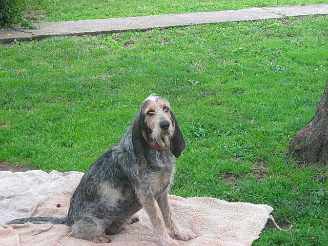 éole a rejoint le concours — aidez-le/la à gagner de superbes lots ! canidae, carnivore, dog, dog_breed, grass, mammal, sporting_group, vertebrate