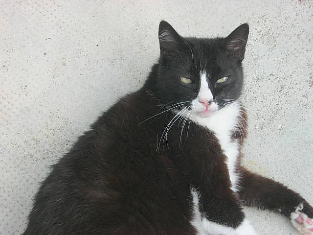 Mamya participe au concours pour gagner de l'argent avec cette photo : american_wirehair, black_and_white, black_cat, carnivore, cat, domestic_short_haired_cat, european_shorthair, felidae, fur, kitten, mammal, polydactyl_cat, small_to_medium_sized_cats, snout, tail, whiskers