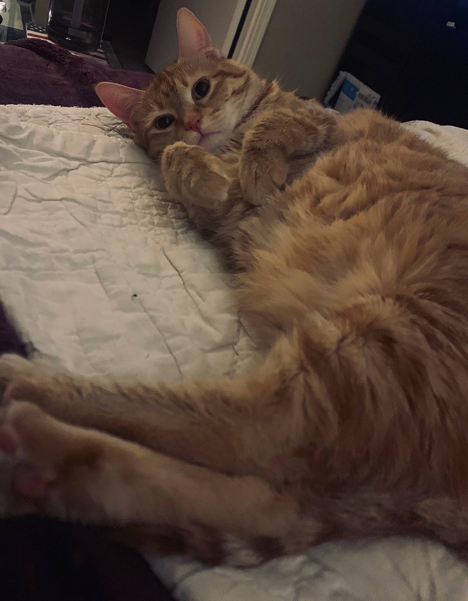 Nala joined the competition — help win amazing prizes! bed, bed_sheet, bedding, carnivore, cat, claw, cloud, comfort, domestic_short_haired_cat, fawn, felidae, fur, linens, nap, paw, sitting, small_to_medium_sized_cats, snout, tail, whiskers