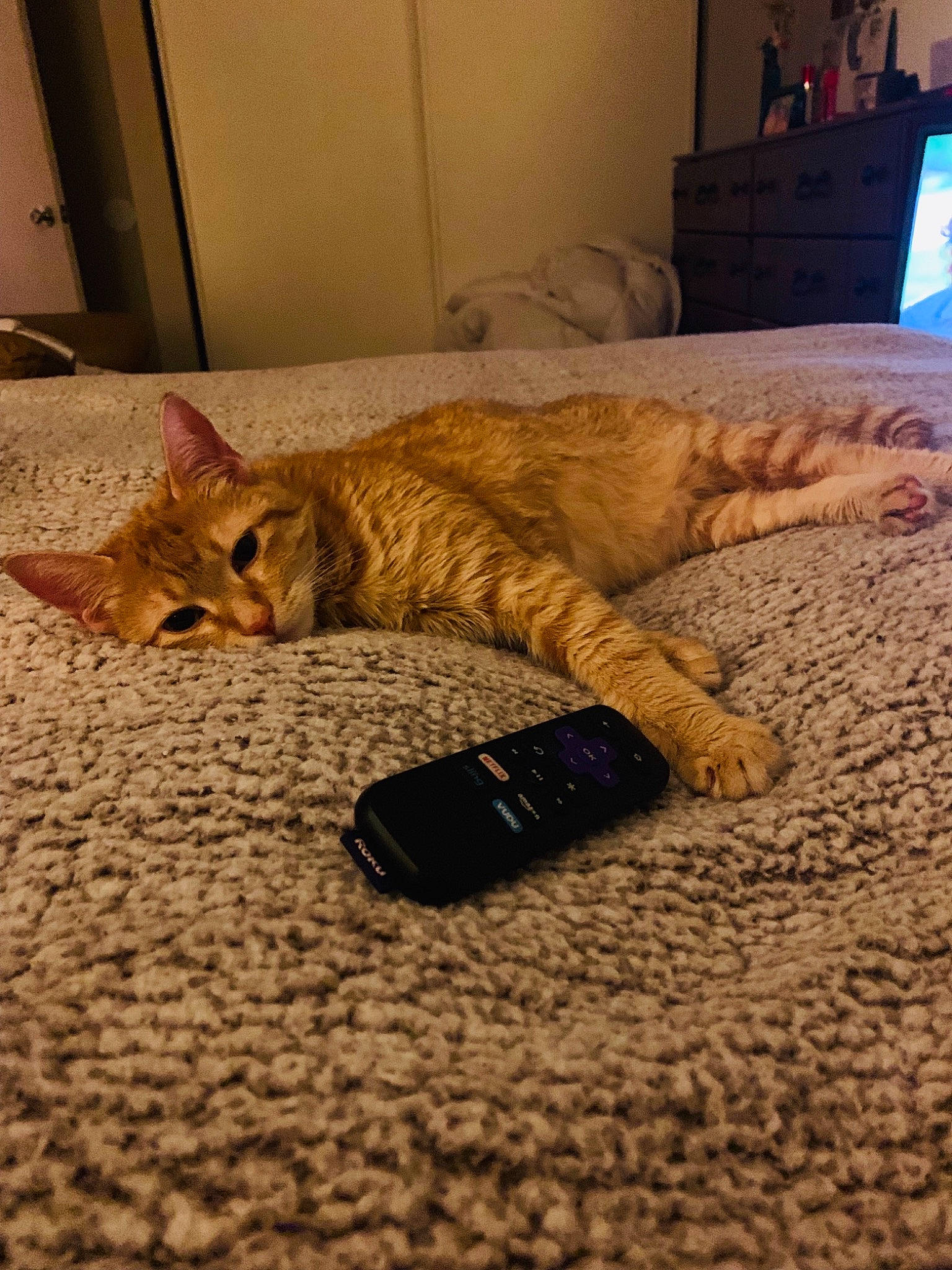 Nala is registered to the contest to win money with this photo: carnivore, carpet, cat, comfort, couch, fawn, felidae, floor, flooring, fur, hardwood, linens, picture_frame, small_to_medium_sized_cats, snout, tail, textile, vertebrate, whiskers, wood