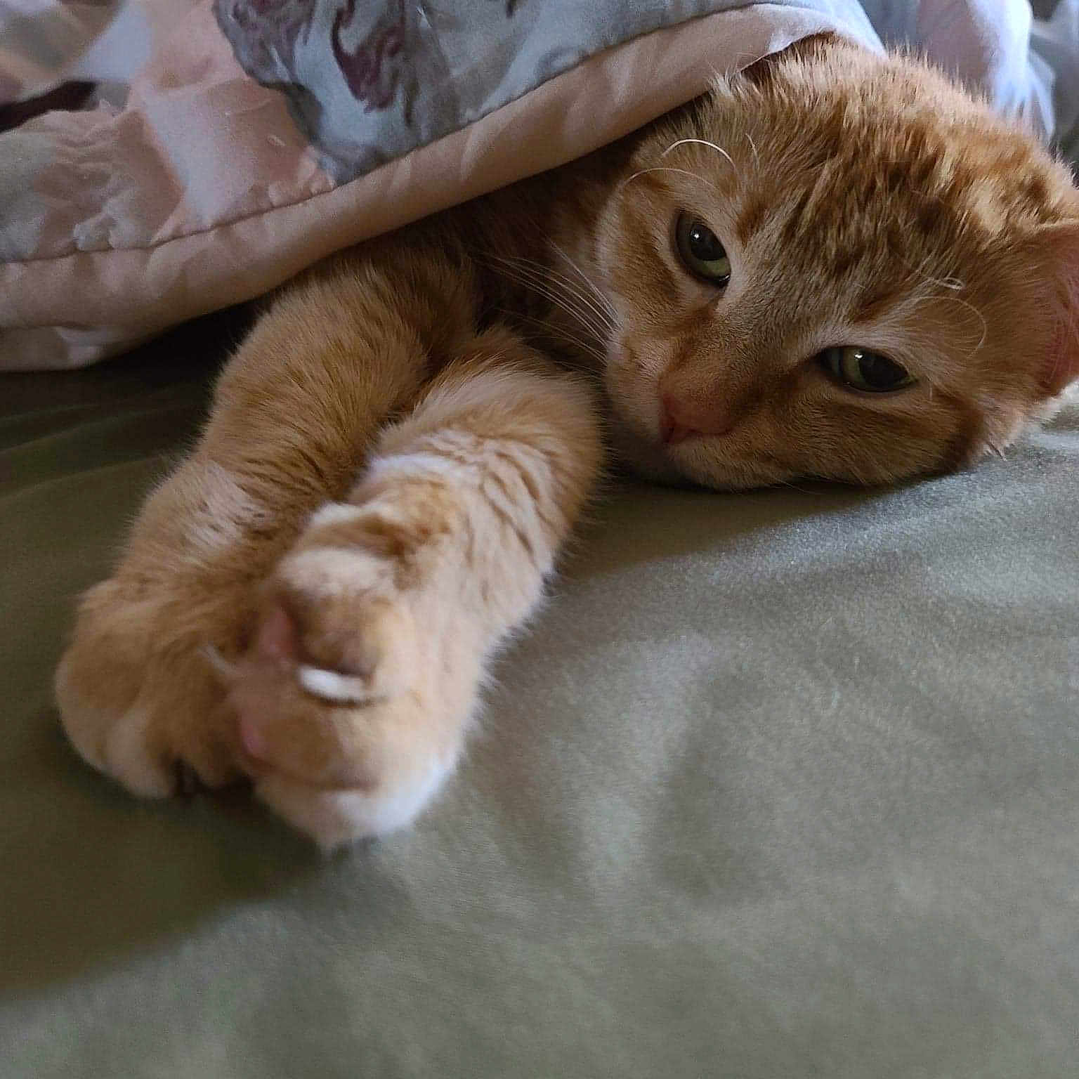 Nala