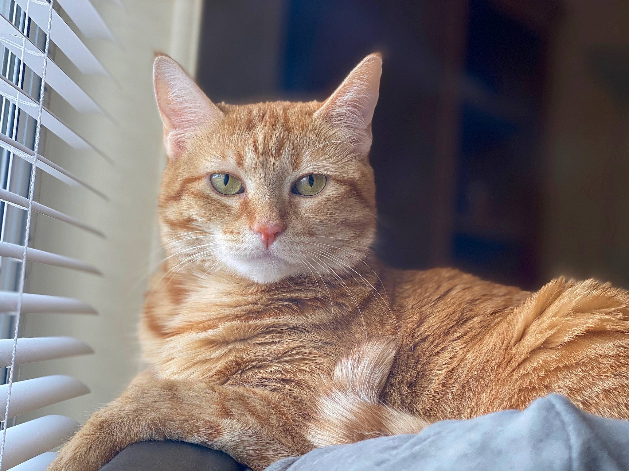 Nala joined the competition — help win amazing prizes! carnivore, cat, cat_supply, claw, comfort, domestic_short_haired_cat, fawn, felidae, fur, paw, pet_supply, sitting, small_to_medium_sized_cats, snout, tail, terrestrial_animal, whiskers, wildlife, window, window_blind