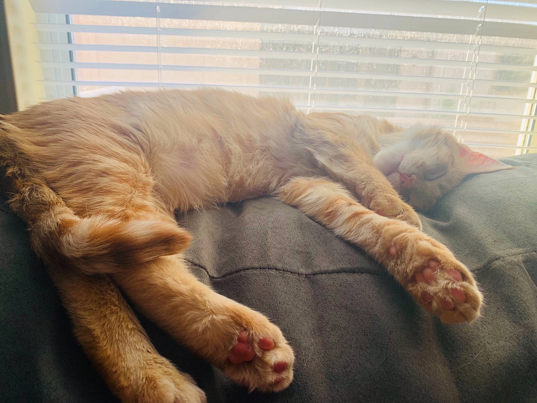 Nala is registered to the contest to win money with this photo: carnivore, cat, claw, comfort, companion_dog, dog_breed, fawn, felidae, foot, fur, gesture, human_leg, linens, liver, nap, paw, small_to_medium_sized_cats, sporting_group, tail, whiskers