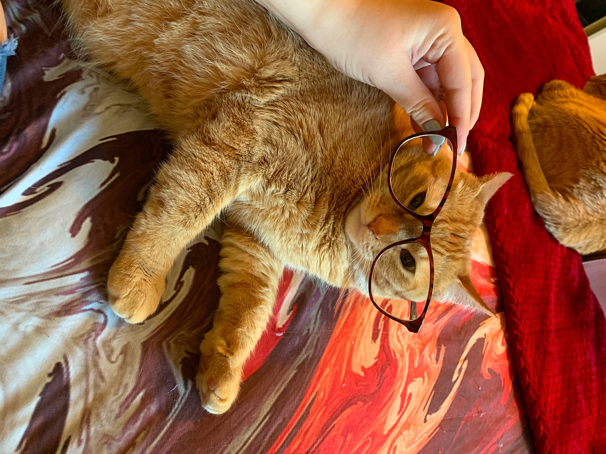 Raja is registered to the contest to win money with this photo: cat, claw, comfort, domestic_short_haired_cat, ear, eyewear, fawn, felidae, fur, gesture, glasses, hand, human_leg, nail, paw, small_to_medium_sized_cats, snout, tail, whiskers, wrist