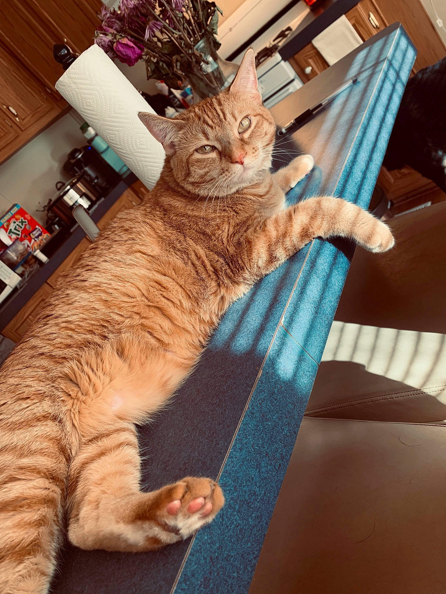 Raja joined the competition — help win amazing prizes! carnivore, cat, christmas, claw, comfort, couch, domestic_short_haired_cat, fawn, felidae, fur, holiday, lap, paw, room, sitting, small_to_medium_sized_cats, tail, textile, whiskers, wood