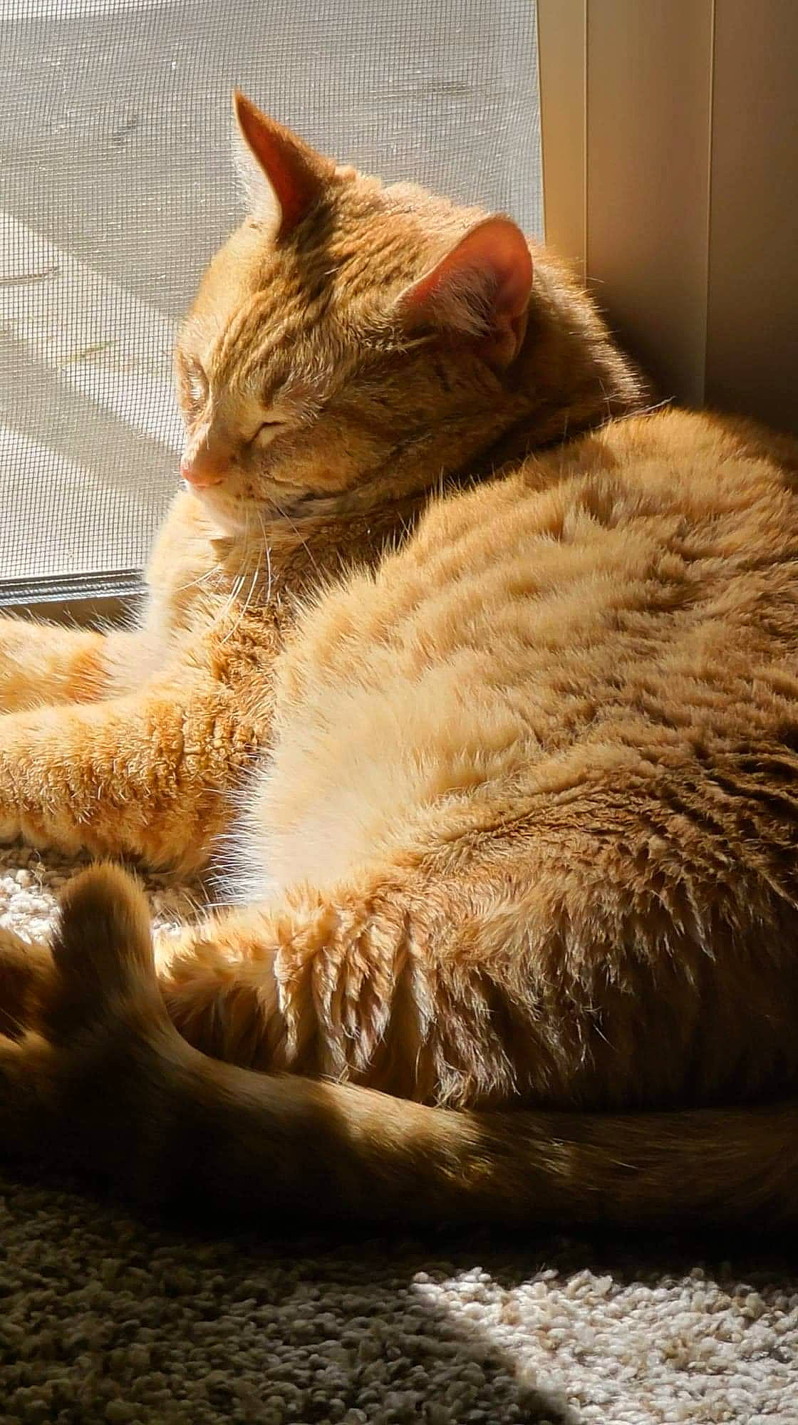 Raja joined the competition — help win amazing prizes! carnivore, cat, claw, comfort, domestic_short_haired_cat, ear, eye, fawn, felidae, fur, nap, paw, sitting, small_to_medium_sized_cats, snout, tail, terrestrial_animal, whiskers, wildlife, wood