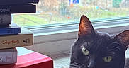 Ellie joined the competition — help win amazing prizes! animal, black_cat, books, cat, closeup, curious, daylight, feline, green_eyes, home, indoor, literature, looking, pet, reading, resting, shelf, stack_of_books, window, windowsill