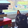 animal, black_cat, books, cat, closeup, curious, daylight, feline, green_eyes, home, indoor, literature, looking, pet, reading, resting, shelf, stack_of_books, window, windowsill