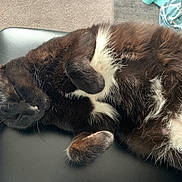 Ellie is registered to the contest to win money with this photo: cat, black_and_white, sleeping, fur, pet, indoor, relaxed, animal, cute, closeup, whiskers, paw, resting, cozy, feline, soft, chair, carpet, domestic, quiet
