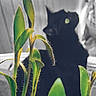 Ellie joined the competition — help win amazing prizes! animal, background, black_cat, blurred, cat, closeup, curious, eyes, feline, furry, green_leaves, indoor, leaf, nature, pet, plant, quiet, shadow, silhouette, stem