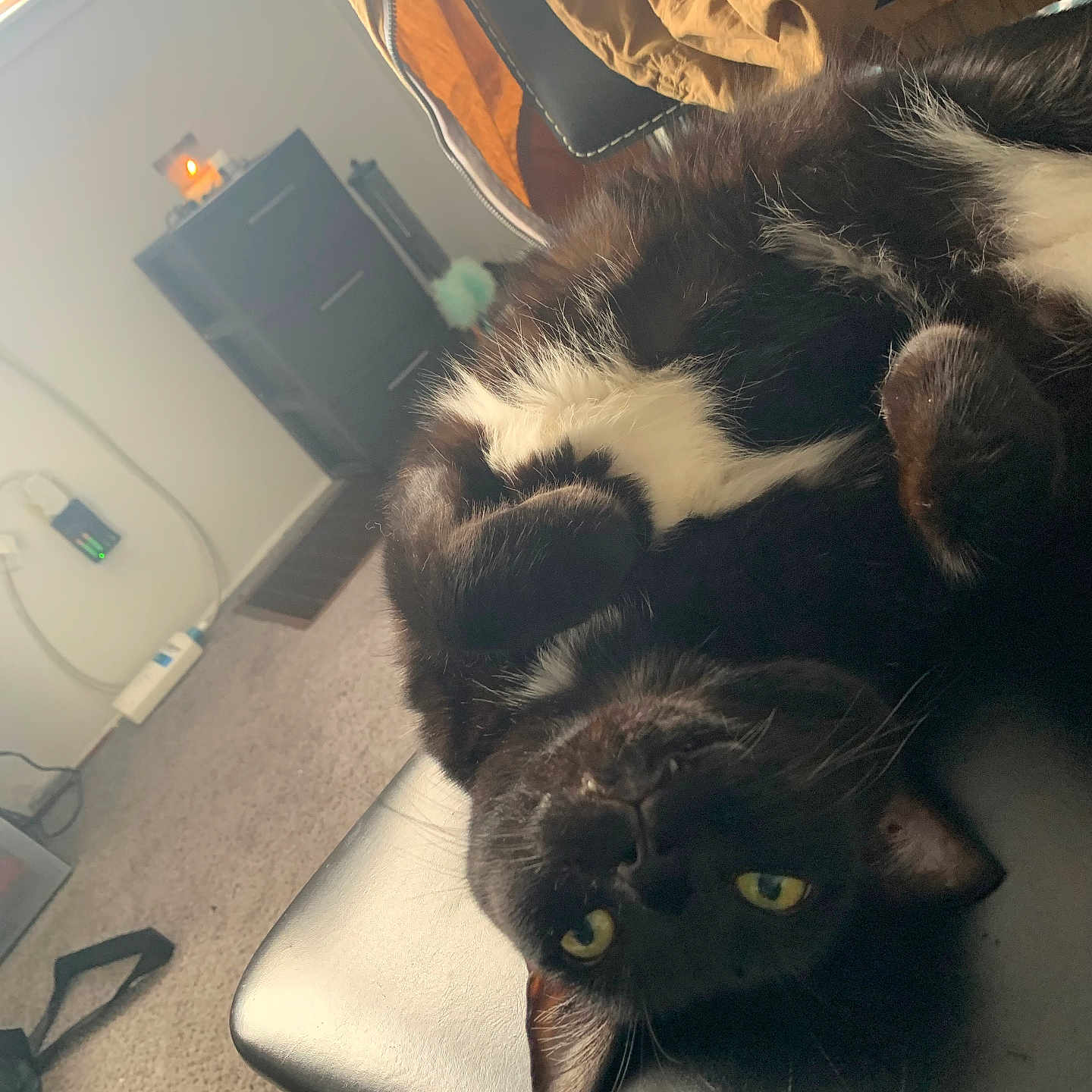 Ellie is registered to the contest to win money with this photo: animal, black_cat, cabinet, carpet, cat, chair, cozy, curious, fur, home, indoor, leather, pet, relaxed, resting, upside_down, whiskers, white_fur, window, yellow_eyes