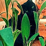 Ellie joined the competition — help win amazing prizes! animal, black_cat, blurred_background, cat, closeup, cozy, curious, domestic, eyes, feline, green_leaves, greenery, houseplant, indoor, mystery, nature, pet, plant, soft_focus, wooden_surface