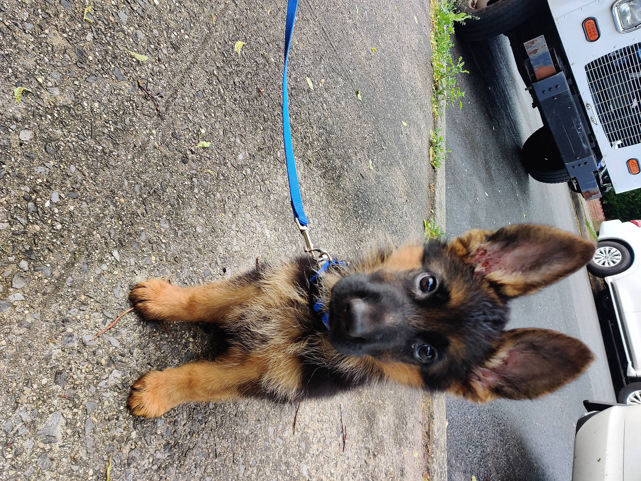 Achilles joined the competition — help win amazing prizes! automotive_lighting, automotive_tire, canidae, carnivore, collar, companion_dog, dog, dog_breed, dog_supply, fawn, fur, german_shepherd_dog, king_shepherd, old_german_shepherd_dog, paw, pet_supply, road_surface, sporting_group, working_animal, working_dog