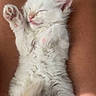 Zero is registered to the contest to win money with this photo: adorable, animal, cat, content, cozy, cute, feline, fur, indoors, kitten, lap, legs, paw, person, pet, relaxation, resting, sleeping, soft_light, white