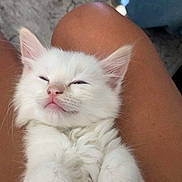 Zero joined the competition — help win amazing prizes! animal, casual, comfort, cute, domestic_cat, feline, fluffy, indoor, kitten, lap, legs, paw, person, pet, relaxed, resting, sleepy, soft_fur, white_cat, young_cat