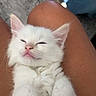 animal, casual, comfort, cute, domestic_cat, feline, fluffy, indoor, kitten, lap, legs, paw, person, pet, relaxed, resting, sleepy, soft_fur, white_cat, young_cat