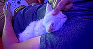 Zero joined the competition — help win amazing prizes! blue_light, casual, cat, controller, cozy, cuddling, furry, gaming, hand, indoor, kitten, lap, pants, person, pet, purple_light, relaxing, resting, shirt, sleeping
