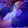 blue_light, casual, cat, controller, cozy, cuddling, furry, gaming, hand, indoor, kitten, lap, pants, person, pet, purple_light, relaxing, resting, shirt, sleeping