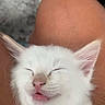 Zero is registered to the contest to win money with this photo: adorable, animal, cat, close_up, cute, domestic_cat, fluffy, fur, indoor, kitten, lap, nap, pet, resting, sleeping, soft, tiny, whiskers, white_fur, young