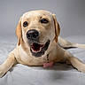 dog, labrador, pet, canine, yellow_coat, lying_down, happy, smiling, open_mouth, teeth, nose, eyes, paws, collar, dog_tag, bed, indoors, portrait, studio_lighting, animal_photography