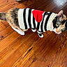 cat, calico_cat, pet, animal, sweater, striped_clothing, red_heart, black_and_white, orange_fur, green_eyes, whiskers, ears, tail, standing, wooden_floor, indoor, portrait, fashion, cute, funny