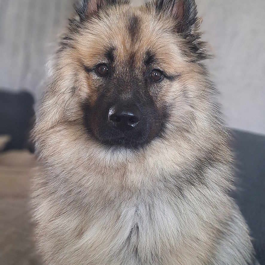 Vita participe au concours pour gagner de l'argent avec cette photo : animal, calm, canine, companion, cute, dog, domestic, ears, eyes, face, fluffy, fur, furry, home, indoors, nose, pet, portrait, sitting, sofa