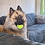 dog, tennis_ball, couch, living_room, fluffy, pet, indoor, decor, wall_art, furniture, curtains, relaxed, brown_fur, black_nose, ears, eyes, playing, comfort, home, cozy