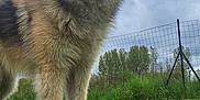 Vita participe au concours pour gagner de l'argent avec cette photo : dog, fluffy, grass, outdoor, nature, sky, cloudy, pet, canine, fur, ears, animal, mammal, standing, field, fence, green, portrait, cute, alert