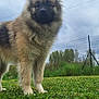 dog, fluffy, grass, outdoor, nature, sky, cloudy, pet, canine, fur, ears, animal, mammal, standing, field, fence, green, portrait, cute, alert