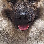 Vita participe au concours pour gagner de l'argent avec cette photo : animal, canine, close_up, cute, dog, ears, eyes, face, floor, fluffy, friendly, fur, happy, indoors, muzzle, nose, pet, portrait, resting, tongue