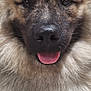animal, canine, close_up, cute, dog, ears, eyes, face, floor, fluffy, friendly, fur, happy, indoors, muzzle, nose, pet, portrait, resting, tongue