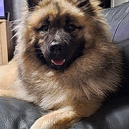 Vita a rejoint le concours — aidez-le/la à gagner de superbes lots ! dog, fluffy, pet, canine, indoor, couch, leather, lounge, fur, face, ears, friendly, animal, domestic, home, relaxed, portrait, paw, smile, furniture