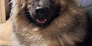 Vita a rejoint le concours — aidez-le/la à gagner de superbes lots ! animal, canine, couch, dog, domestic, ears, face, fluffy, friendly, fur, furniture, home, indoor, leather, lounge, paw, pet, portrait, relaxed, smile