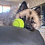 Vita participe au concours pour gagner de l'argent avec cette photo : animal, background, black, brown, closeup, couch, dog, ears, face, fur, home, indoor, leather, light, pet, playful, resting, tennis_ball, wall, window