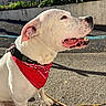 Rockett a rejoint le concours — aidez-le/la à gagner de superbes lots ! bandana, canine, closeup, collar, dog, ears, fence, greenery, happy, leash, nature, outdoor, pavement, pet, red_bandana, shadow, side_view, sunlight, tongue, white_dog