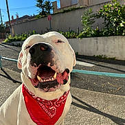 Rockett participe au concours pour gagner de l'argent avec cette photo : dog, white_dog, bandana, red_bandana, smiling, outdoor, sunlight, street, happy, pet, canine, closeup, tongue, teeth, sidewalk, fence, greenery, daytime, animal, cute