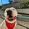 animal, bandana, canine, closeup, cute, daytime, dog, fence, greenery, happy, outdoor, pet, red_bandana, sidewalk, smiling, street, sunlight, teeth, tongue, white_dog