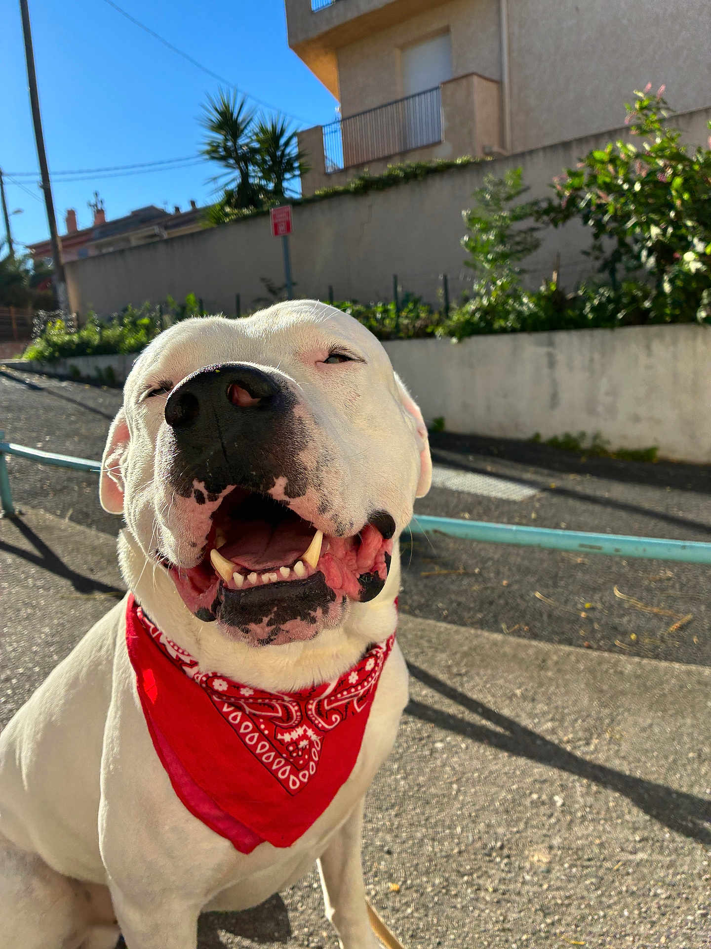Rockett participe au concours pour gagner de l'argent avec cette photo : dog, white_dog, bandana, red_bandana, smiling, outdoor, sunlight, street, happy, pet, canine, closeup, tongue, teeth, sidewalk, fence, greenery, daytime, animal, cute
