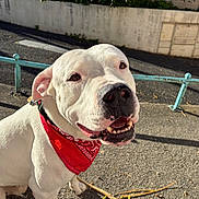 Rockett a rejoint le concours — aidez-le/la à gagner de superbes lots ! animal, bandana, canine, close_up, concrete, daytime, dog, fence, friendly, greenery, happy, leash, mammal, outdoor, pet, red_bandana, sidewalk, smiling, sunlight, white_dog