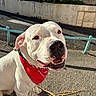 animal, bandana, canine, close_up, concrete, daytime, dog, fence, friendly, greenery, happy, leash, mammal, outdoor, pet, red_bandana, sidewalk, smiling, sunlight, white_dog
