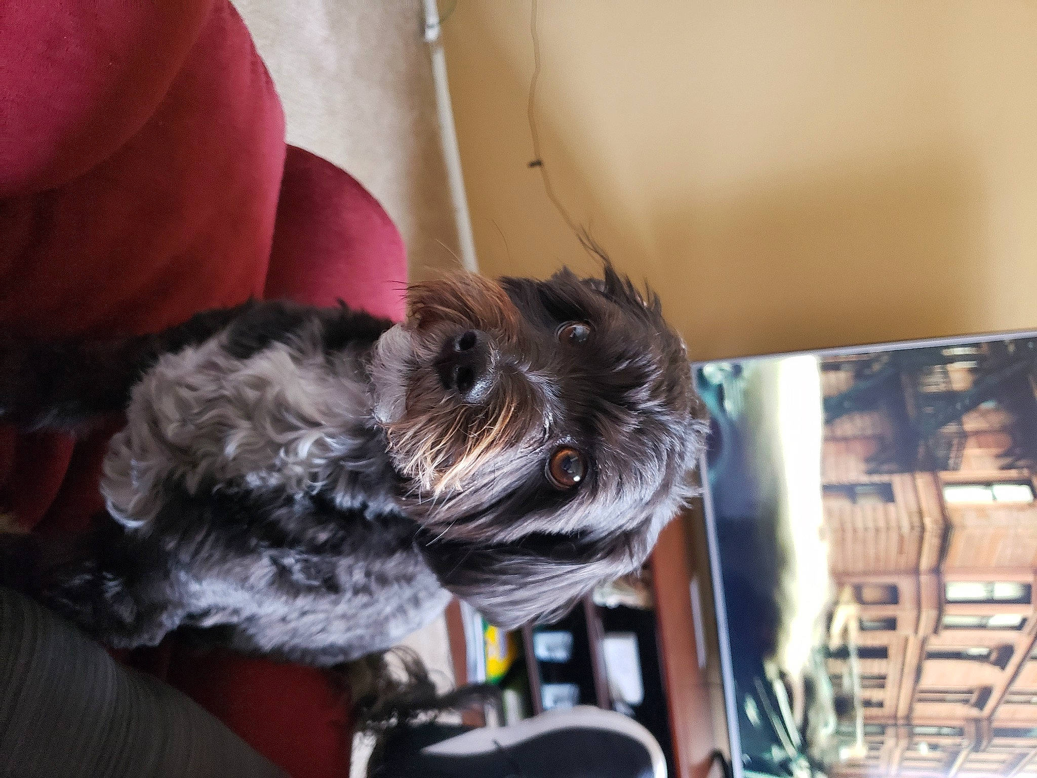 Chuy joined the competition — help win amazing prizes! affenpinscher, canidae, carnivore, companion_dog, dog, dog_breed, ear, miniature_schnauzer, morkie, puppy, schnauzer, schnoodle, sporting_group, terrier, toy_dog