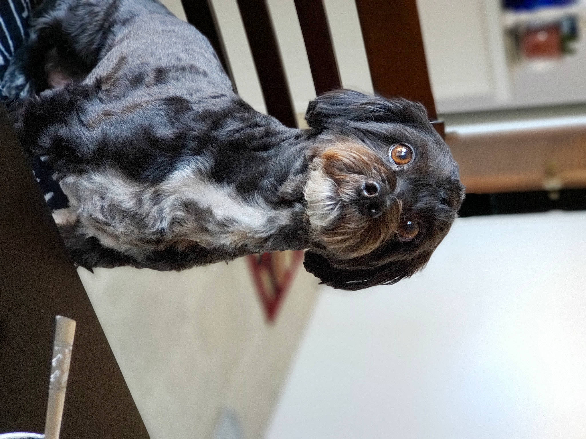 Chuy is registered to the contest to win money with this photo: canidae, carnivore, dog, dog_breed, spaniel, sporting_group