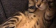 Ony a rejoint le concours — aidez-le/la à gagner de superbes lots ! aegean_cat, bengal, california_spangled, carnivoran, cat, cat_like_mammal, domestic_short_haired_cat, dragon_li, egyptian_mau, european_shorthair, fauna, fur, kitten, mammal, paw, pixie_bob, small_to_medium_sized_cats, snout, tabby_cat, whiskers