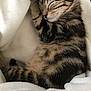 Ony a rejoint le concours — aidez-le/la à gagner de superbes lots ! american_shorthair, bengal, california_spangled, carnivoran, cat, cat_like_mammal, domestic_short_haired_cat, dragon_li, european_shorthair, fauna, fur, kitten, paw, small_to_medium_sized_cats, snout, tabby_cat, whiskers