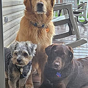 Jagerbomb is registered to the contest to win money with this photo: dog, golden_retriever, chocolate_lab, small_dog, porch, glass_door, rocking_chair, wooden_floor, pet, outdoor, waiting, collar, tag, fence, backyard, animal, companions, curious, calm, daylight