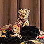 Jagerbomb is registered to the contest to win money with this photo: dog, pet, blanket, pajamas, cozy, indoors, curtain, fur, animal, cute, resting, small_dog, bed, fabric, comfort, brown, black, white, relaxing, companion